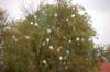dsc_0274_small.jpg