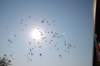 dsc_0314_small.jpg