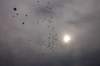 dsc_0528_small.jpg